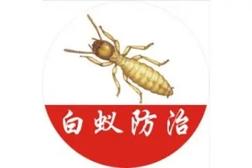 常州白蚁中心，上门除白蚁-白蚁站。