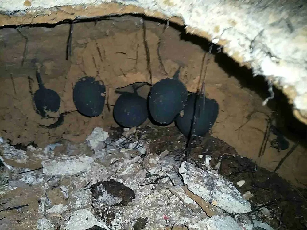 灭白蚁大概多少钱_灭白蚁怎么样报价_灭白蚁多少钱一次