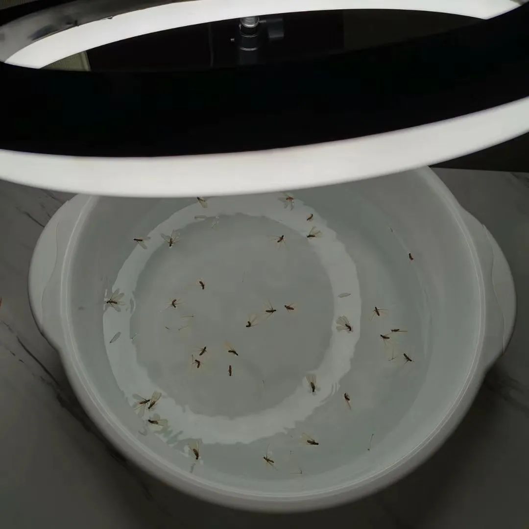家里有白蚁怎么处理_白蚁处理家里有什么好处_白蚁出现在家里怎么办