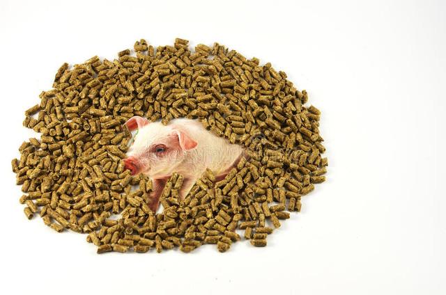 有效家庭灭鼠方法视频_最有效的家庭灭鼠方法_实用的家庭灭鼠奇招