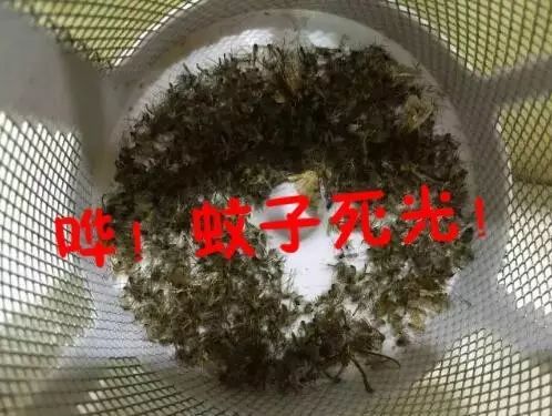 驱赶蚊子咒_驱蚊子咒语_灭蚊子咒