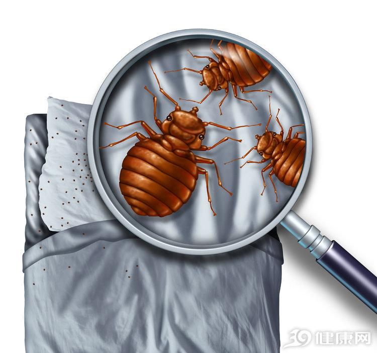 怎么灭臭虫最快最有效_灭臭虫用什么药_灭臭虫方法