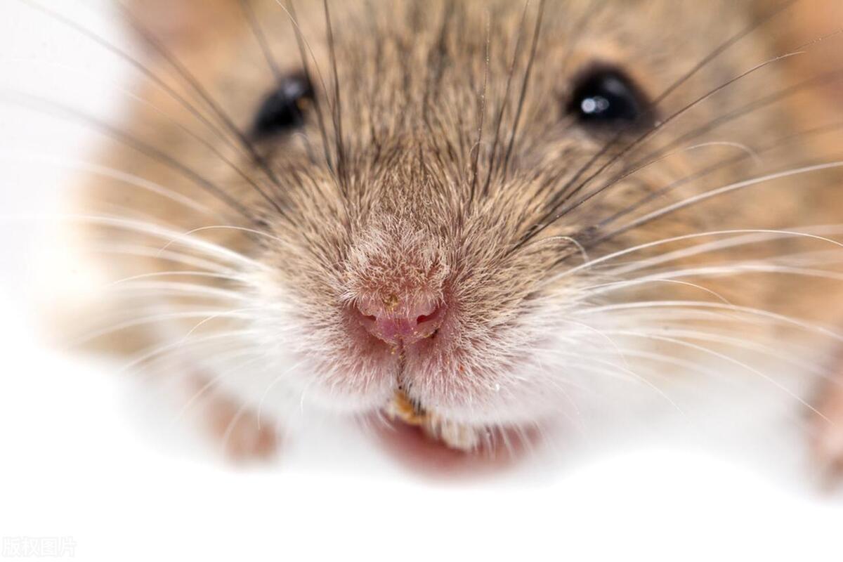 最有效的家庭灭鼠方法_家庭怎样灭鼠最简单方法_有效家庭灭鼠方法有哪些