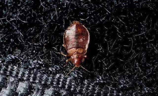 怎么灭臭虫最快最有效_如何杀灭臭虫害虫防治_灭臭虫方法