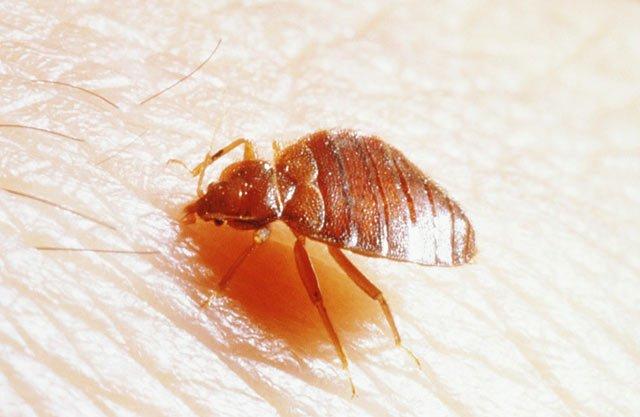 怎么灭臭虫最快最有效_灭臭虫方法_如何杀灭臭虫害虫防治