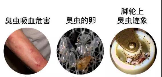 如何杀灭臭虫害虫防治_灭臭虫方法_怎么灭臭虫最快最有效