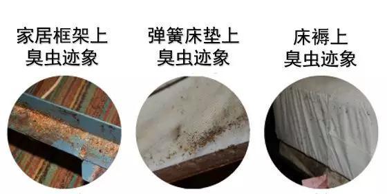 如何杀灭臭虫害虫防治_灭臭虫方法_怎么灭臭虫最快最有效