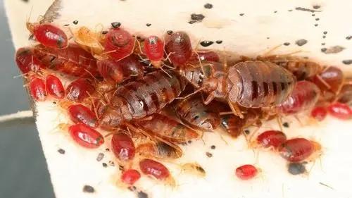 灭臭虫神器_灭臭虫方法_怎么灭臭虫最快最有效
