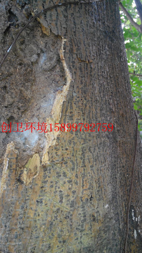深圳臭虫怎么灭绝_深圳臭虫消杀公司_深圳灭臭虫公司