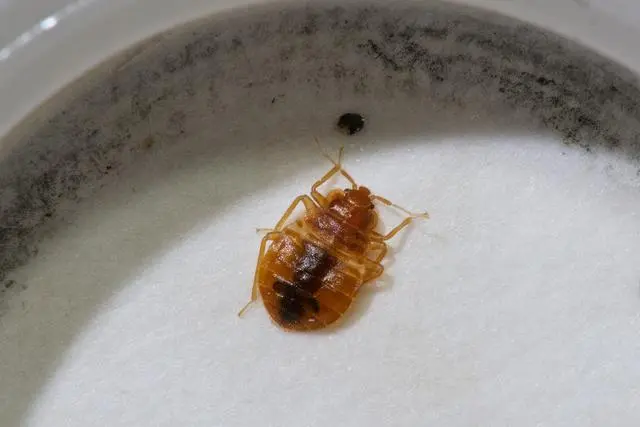 灭臭虫用什么药最好_灭臭虫方法_灭臭虫的方法