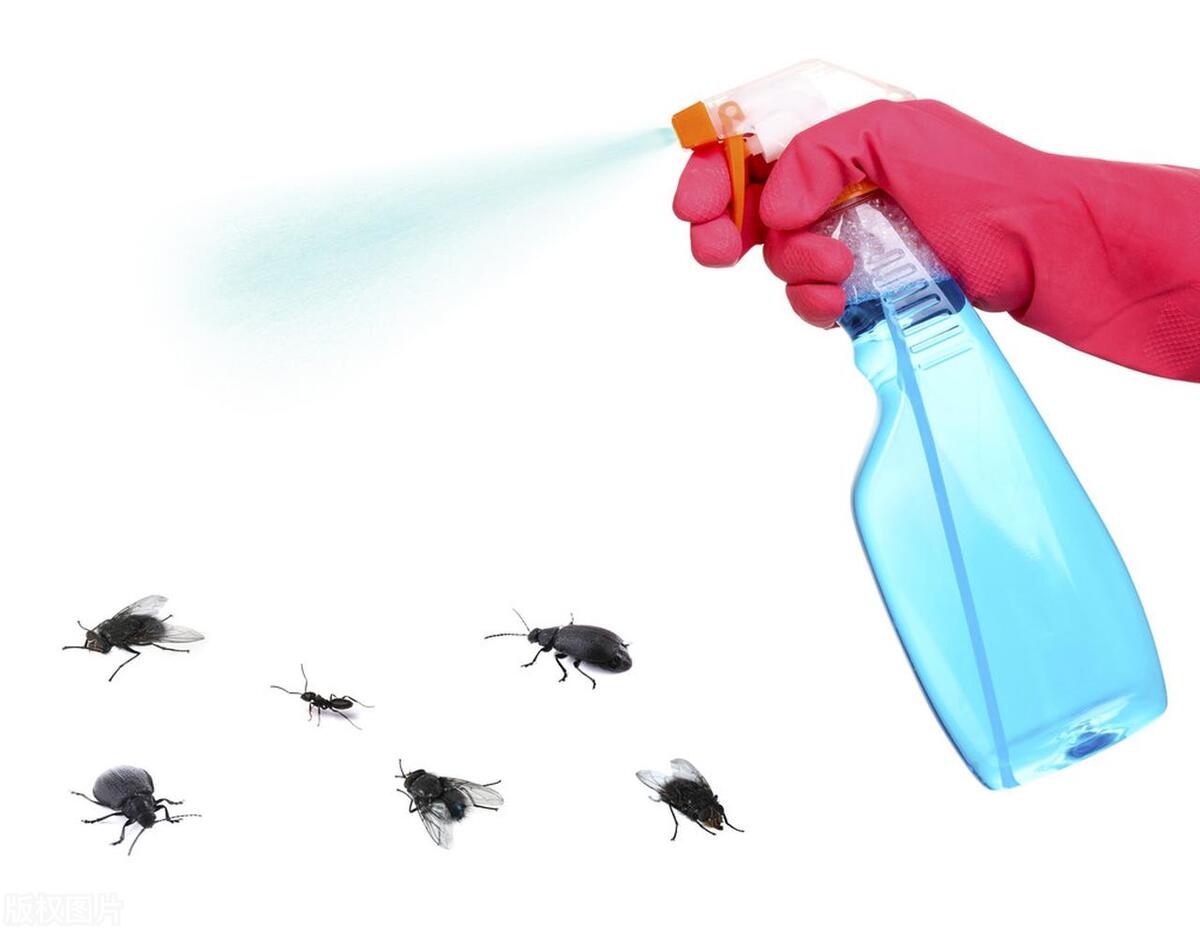 灭臭虫用什么药_灭臭虫神器_怎么灭臭虫最快最有效