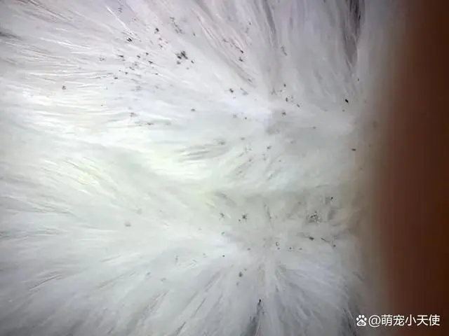 灭跳蚤农药_灭跳蚤药物_灭跳蚤专用药