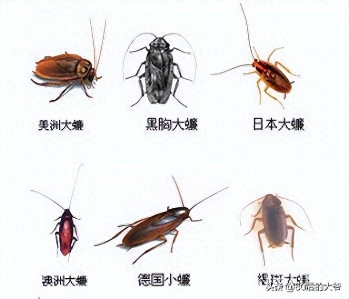 蟑螂灭克星好不好_灭蟑螂最好的克星_蟑螂灭蟑螂