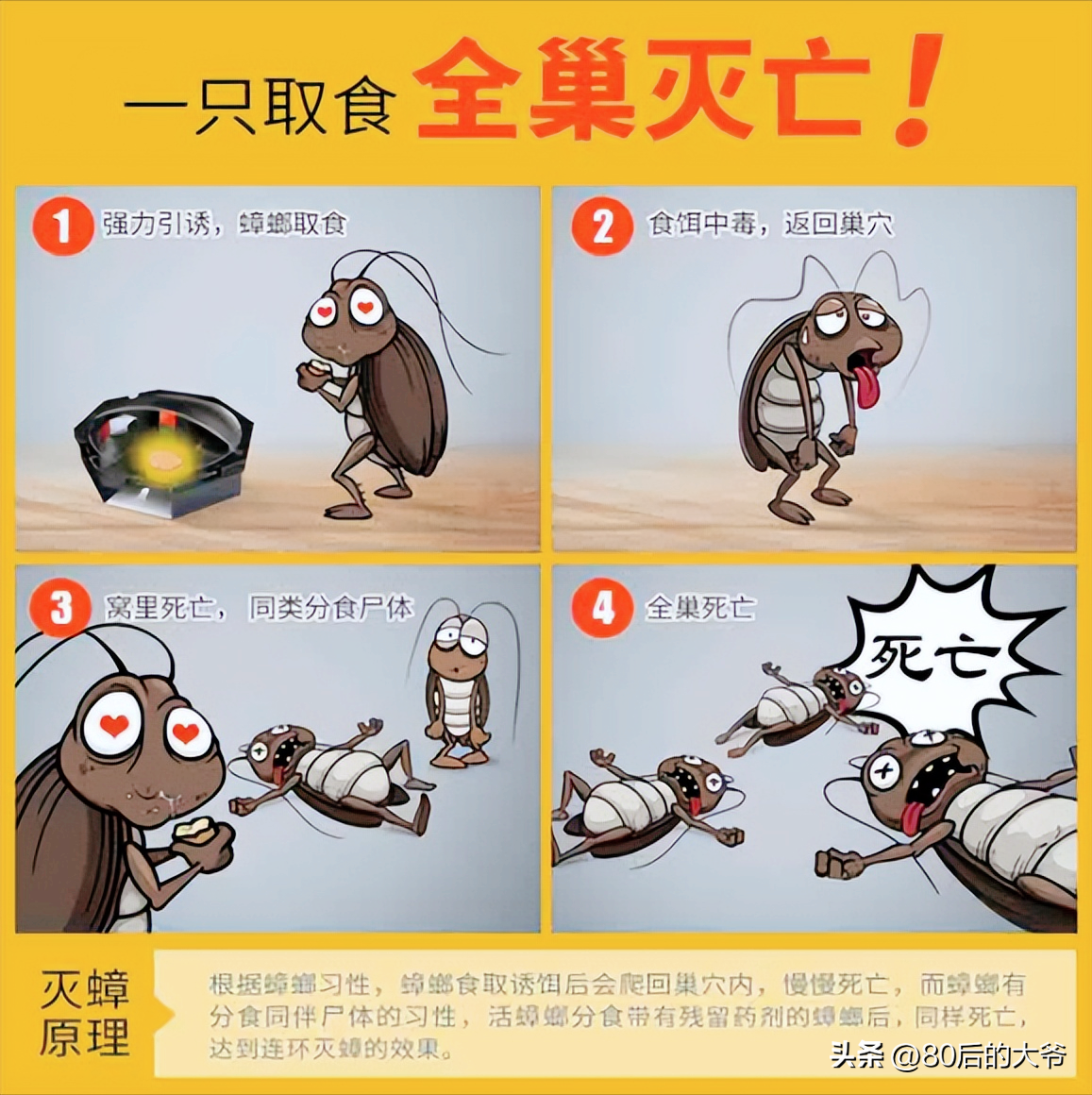 蟑螂灭蟑螂_蟑螂灭克星好不好_灭蟑螂最好的克星