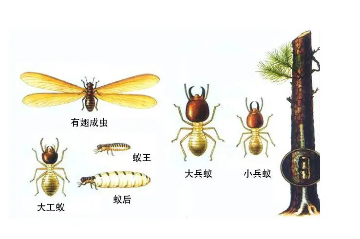 白蚁消杀后还会有吗_灭白蚁一年后又发现白蚁怎么办_白蚁灭完后怎么处理