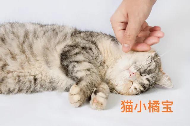 抓跳蚤的工具_专业抓跳蚤_抓跳蚤什么意思